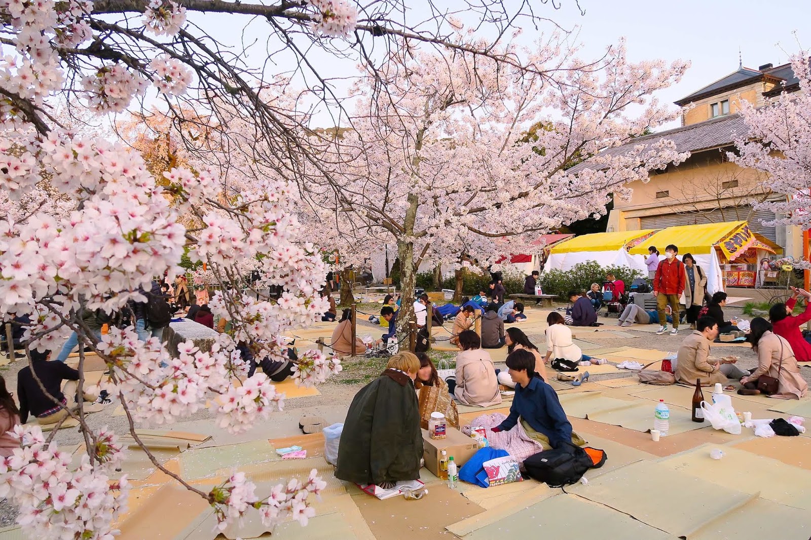 lễ hội mùa xuân Nhật Bản