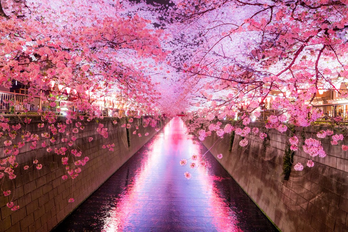 mùa xuân Nhật Bản